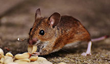 24 Hour & Emergency Exterminators in Leshara, NE
